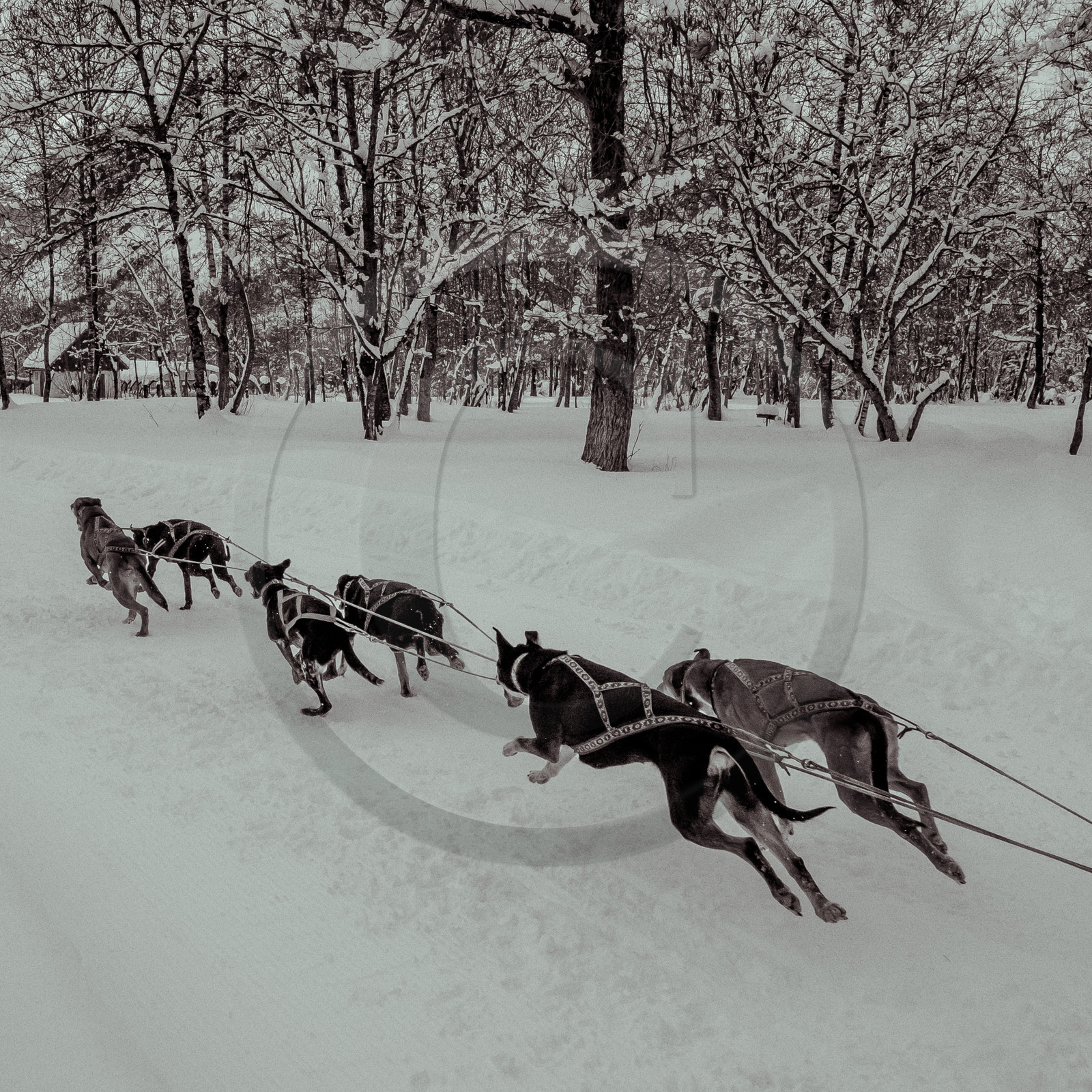 La Valgaude Traineau 2015
