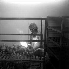 L'abattage des poulets