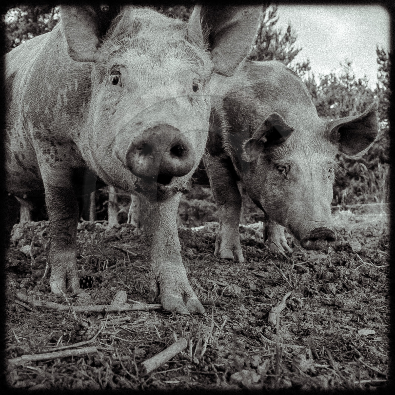 Portraits des animaux de la ferme
