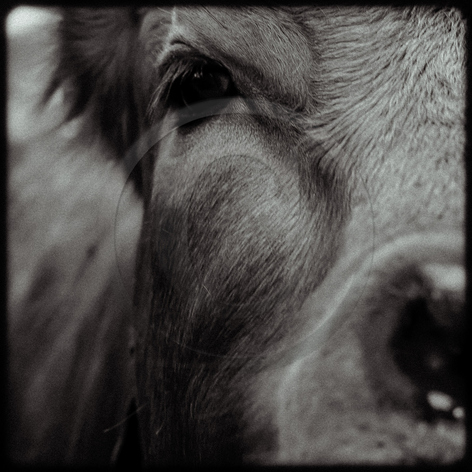 Portraits des animaux de la ferme