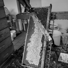 L'extraction du miel