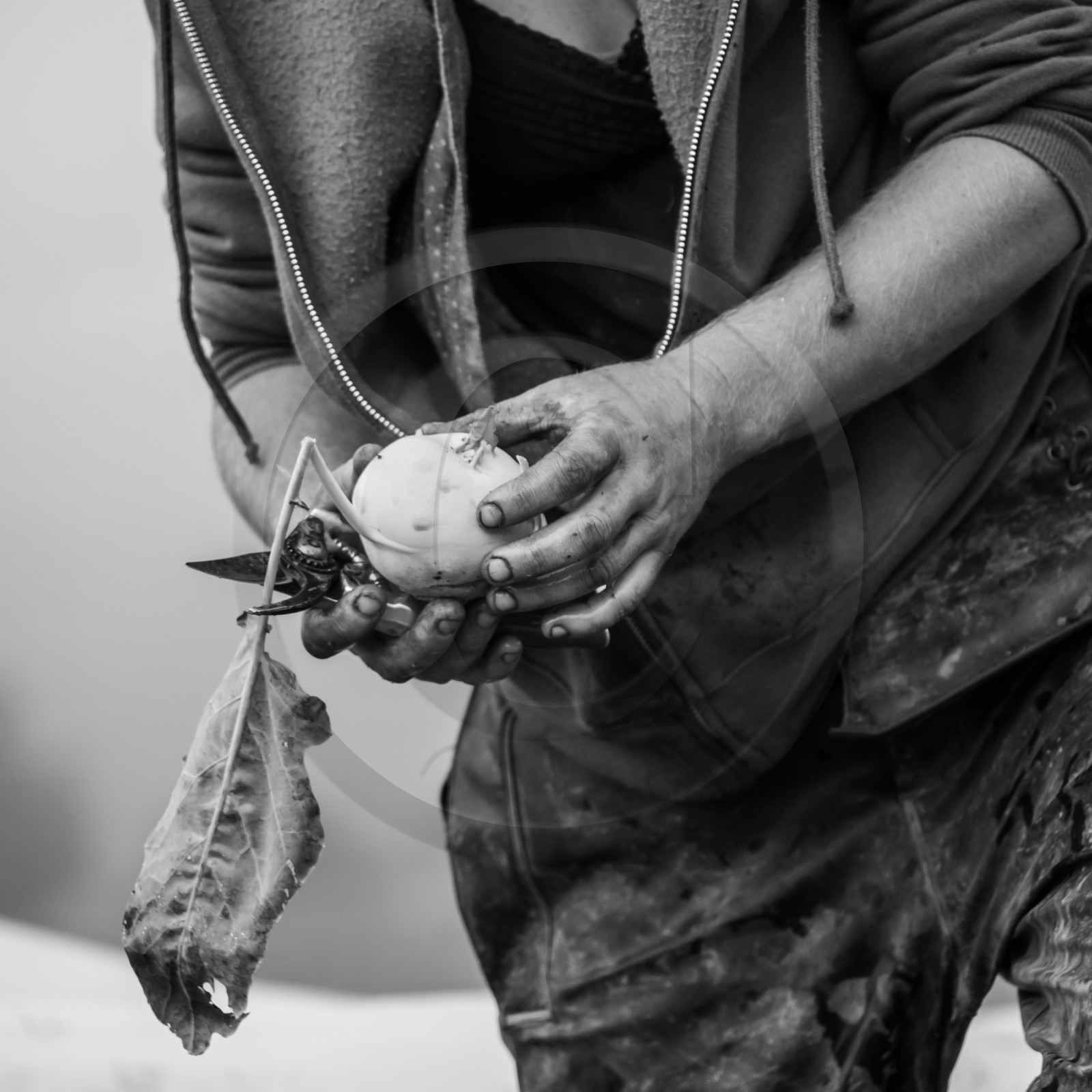 Maraichage biologique dans le Champsaur