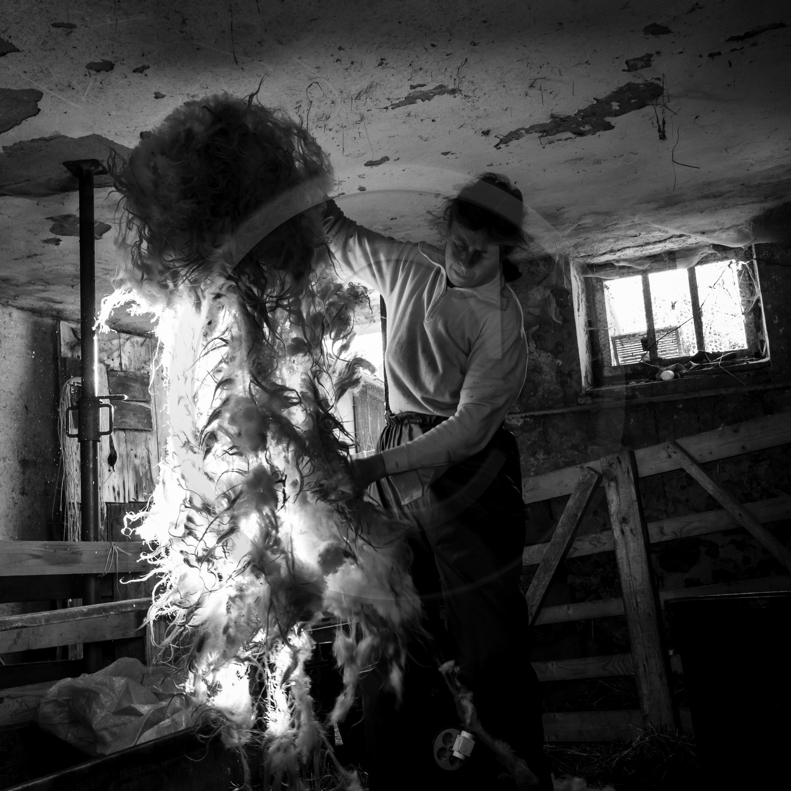 La tonte des moutons