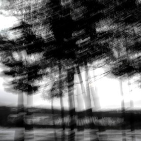 Le Pays des Arbres Flous