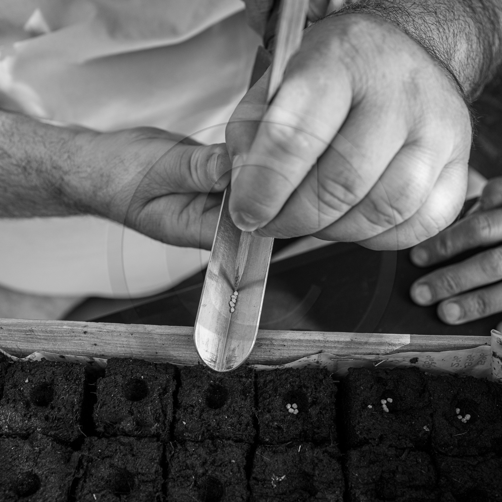 06 septembre 2023 : laine, couture et semis