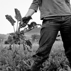 Sophie Jaussaud, maraichère à Ancelle