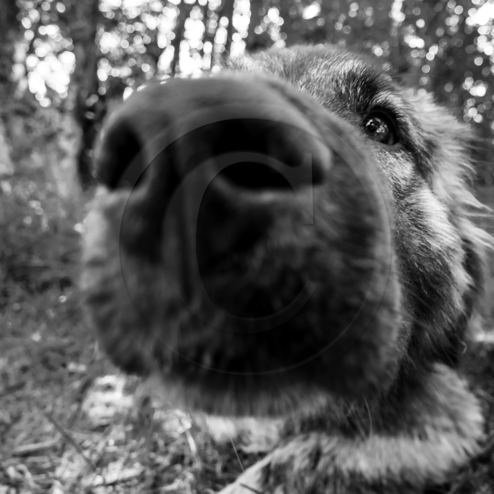 Animations au jardin