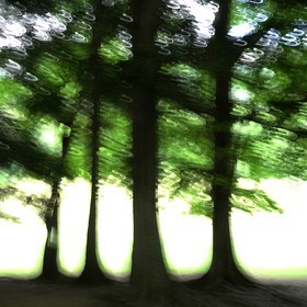 Le Pays des Arbres Flous