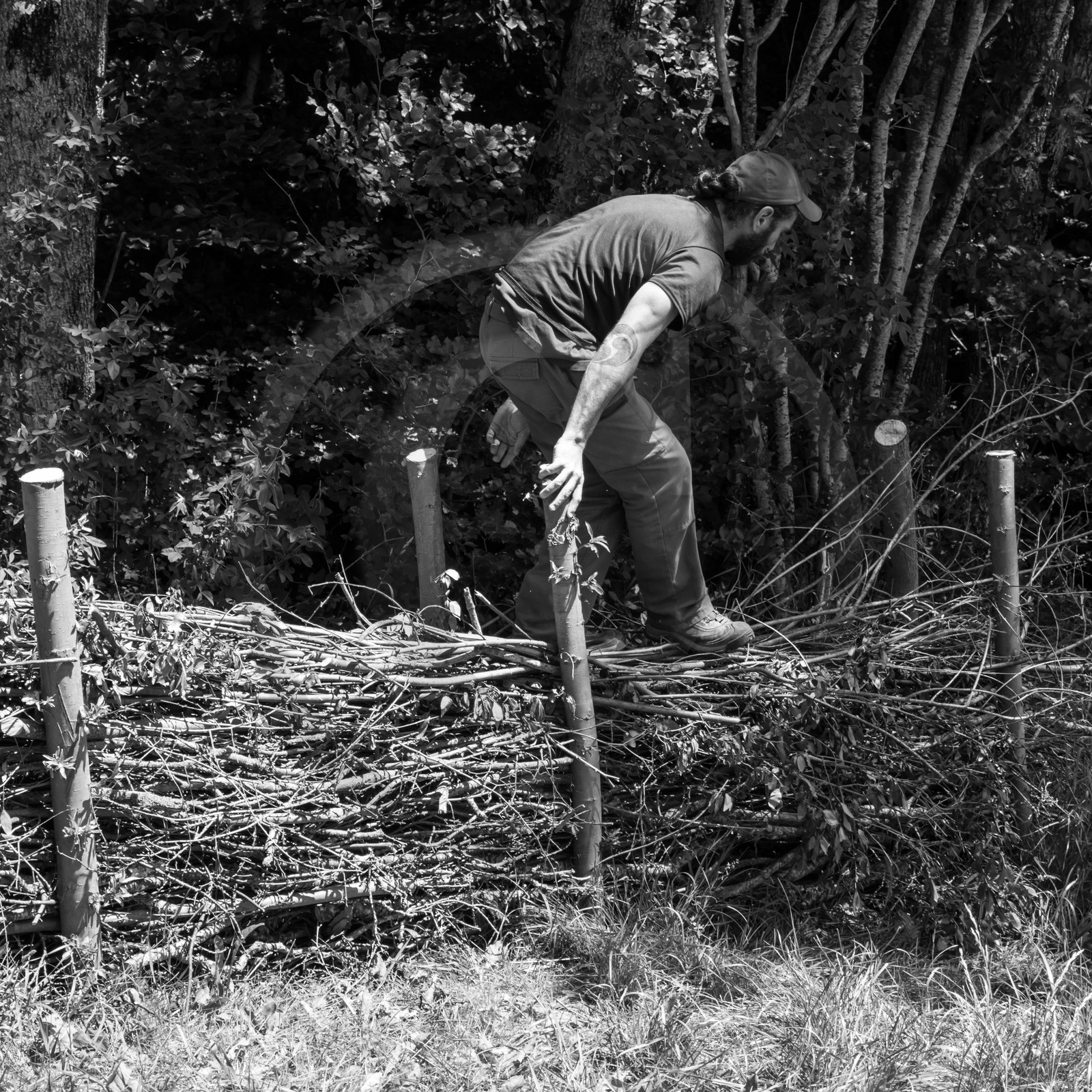 07 juin 2017 - Plantation - Haie - Réunion