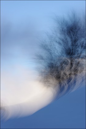 Le Pays des Arbres Flous