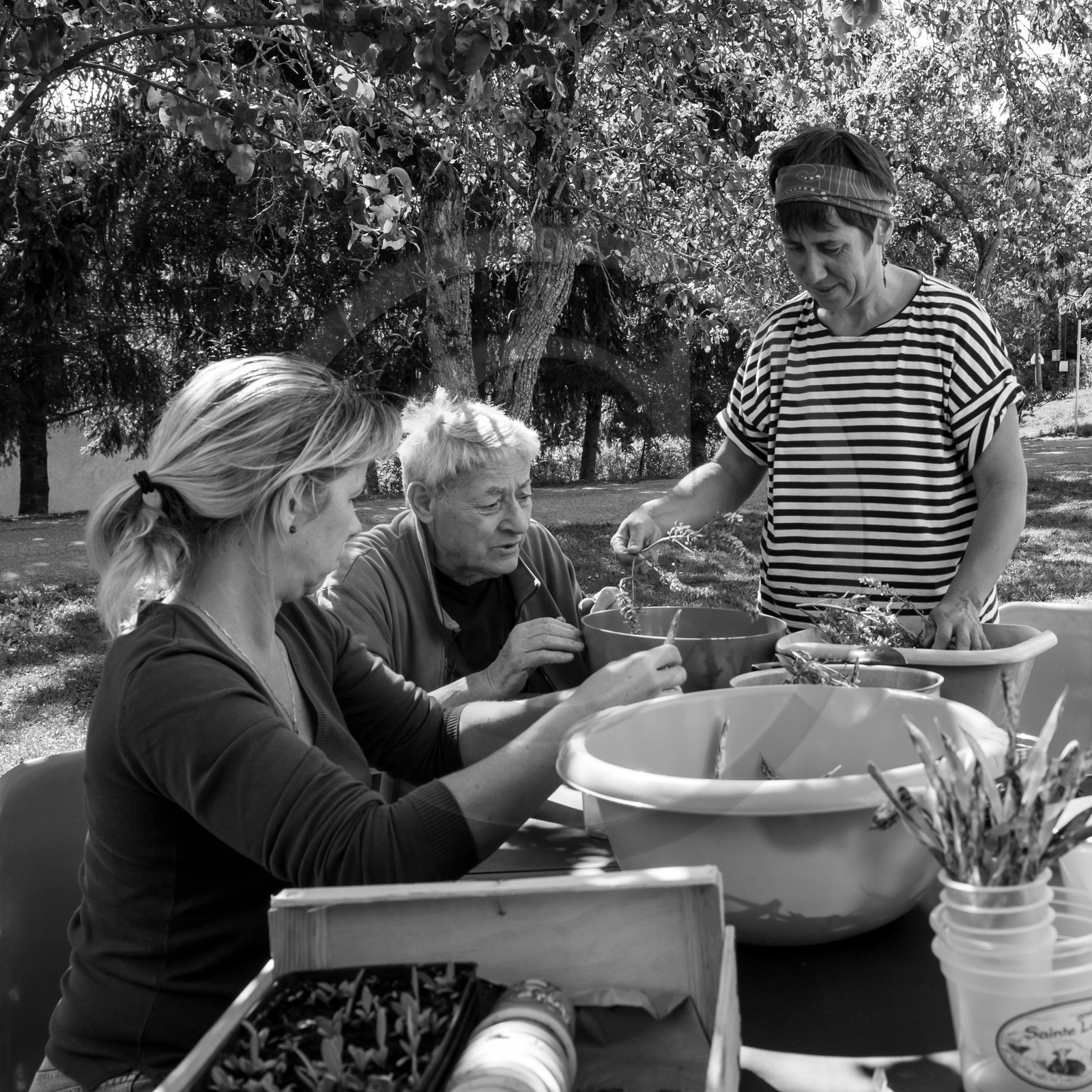 13 septembre 2017 - Chemins - Graines