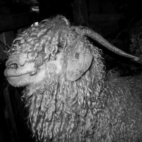 Le mohair arc en ciel