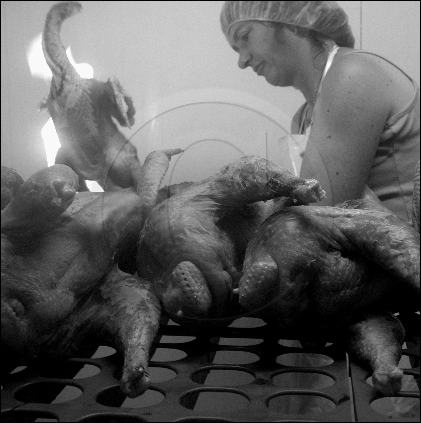 L'abattage des poulets