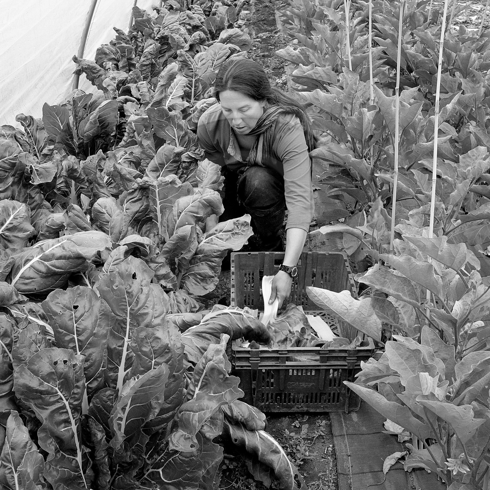 Sophie Jaussaud, maraichère à Ancelle