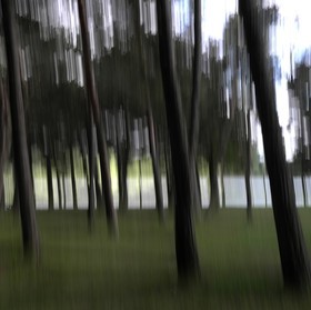 Le Pays des Arbres Flous