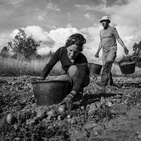 La récolte des pommes de terre