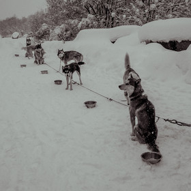 La Valgaude Traineau 2015