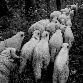 La transhumance des brebis