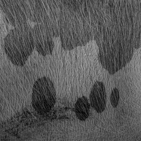 Elevage biologique de cochons en plein air