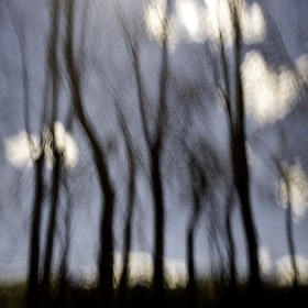 Le Pays des Arbres Flous