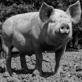 Elevage biologique de cochons en plein air