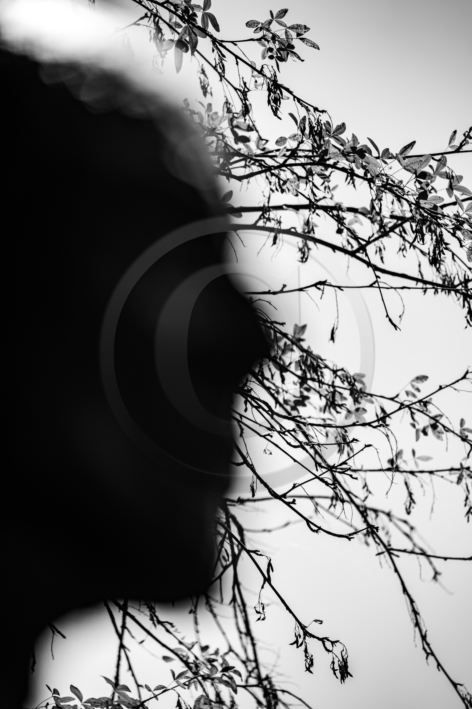 Exposition La forêt d'hommes, une création de Barbara Fougnon, artiste plasticienne