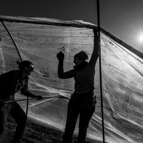 Montage de serres tunnel