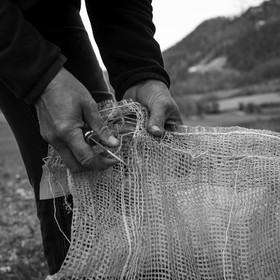 La plantation des pommes de terre