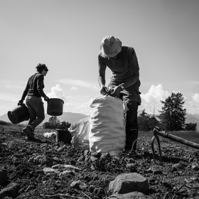 La récolte des pommes de terre