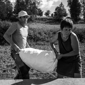 La récolte des pommes de terre