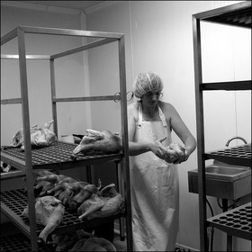 L'abattage des poulets