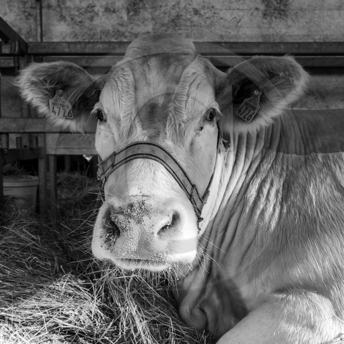 Rencontres paysannes à Saint-Bonnet en Champsaur