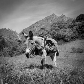 Portage avec des ânes