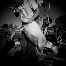 La tonte des moutons