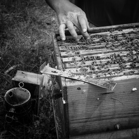 Visite au Rucher des Noisetiers