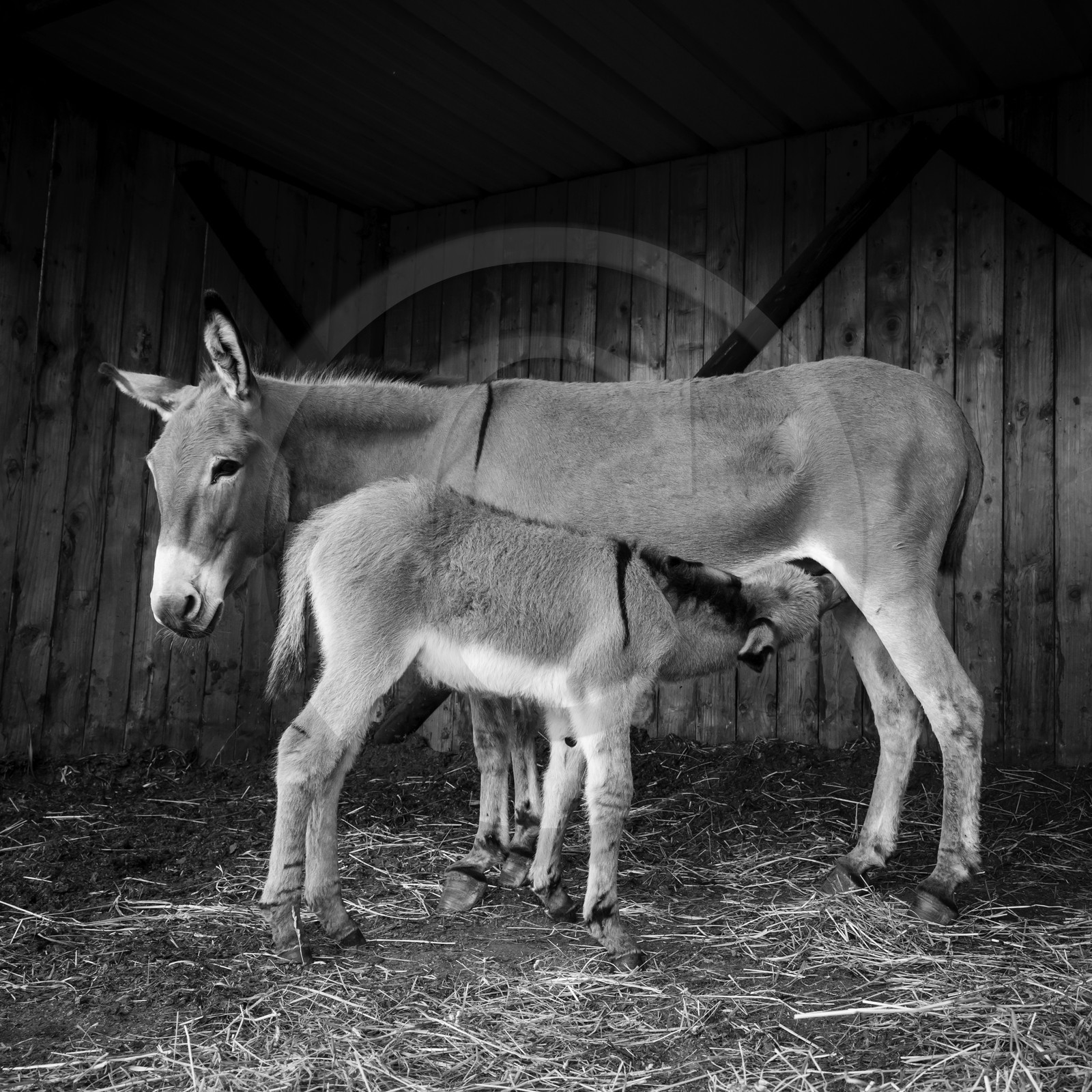 L'asinerie Le sentier des ânes