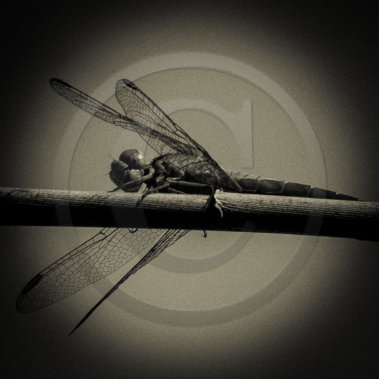 Portrait de libellule