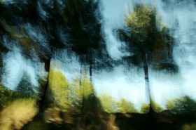 Le Pays des Arbres Flous