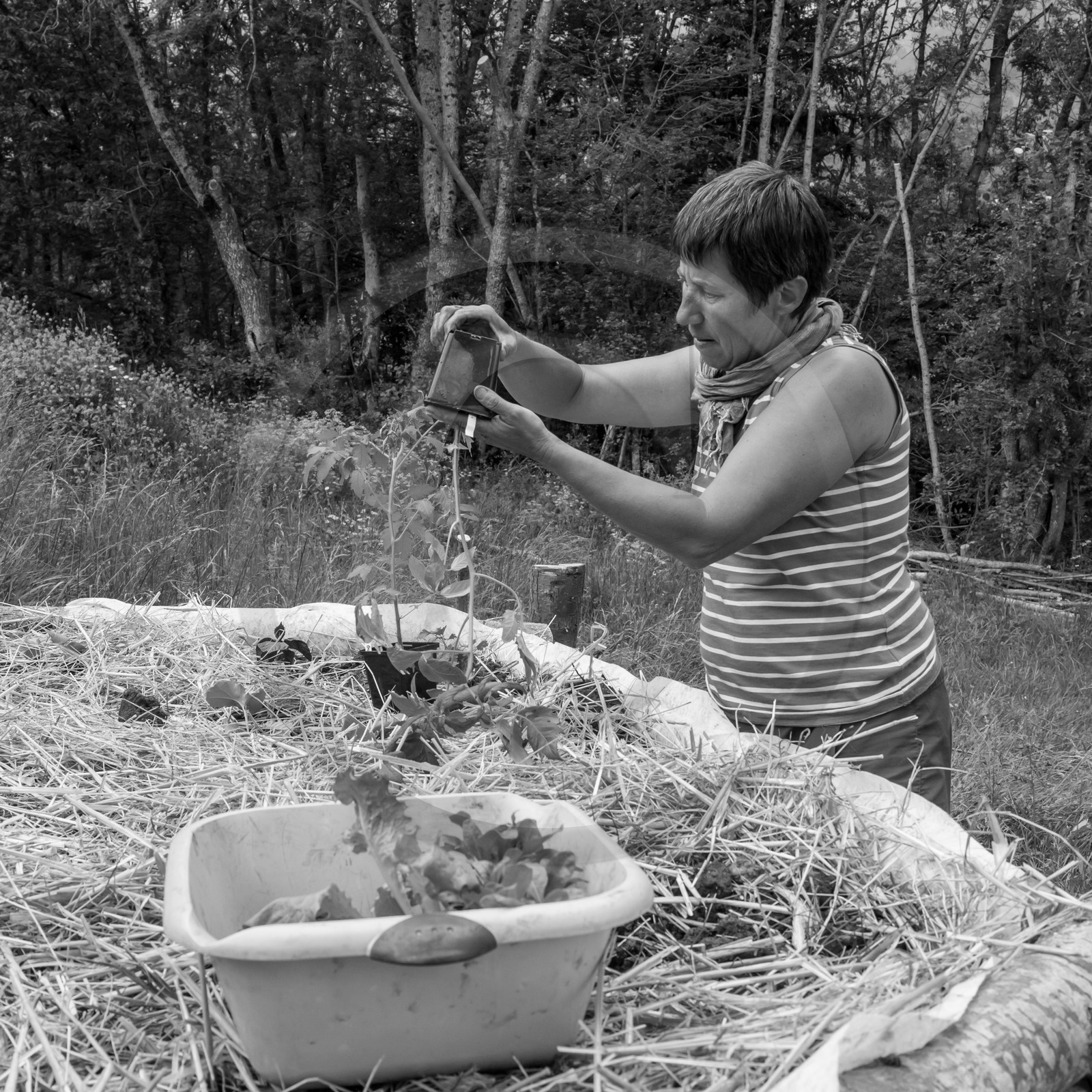 31 mai 2017 - Jardinage